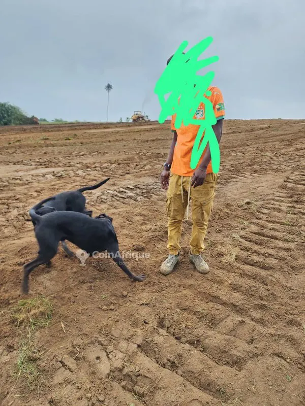 Terrain 500 m² avec titre foncier — Flash Ebimpé