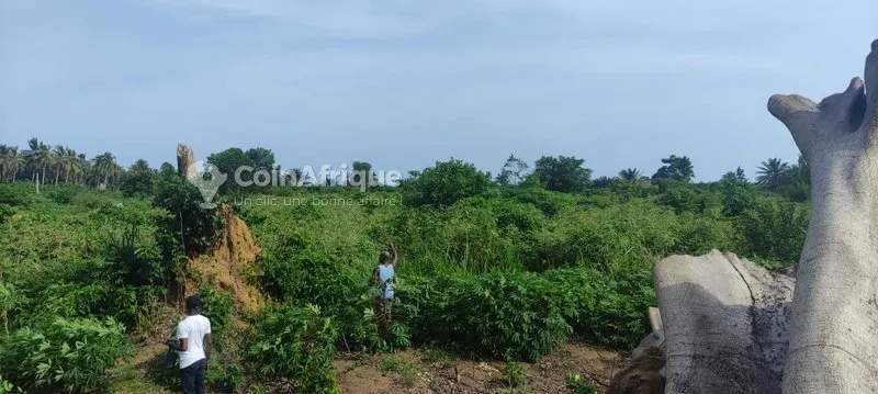 Terrains 1300m² - Yopougon songon