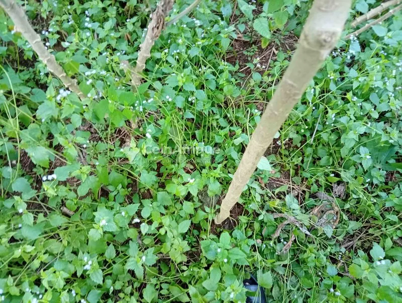 Terrain 400 m² — Songon Brebresso