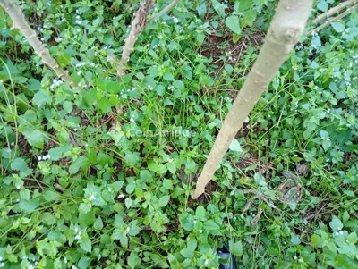 Terrain 400 m² — Songon Brebresso